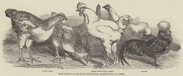 Prize Poultry at the Royal Agricultural Society